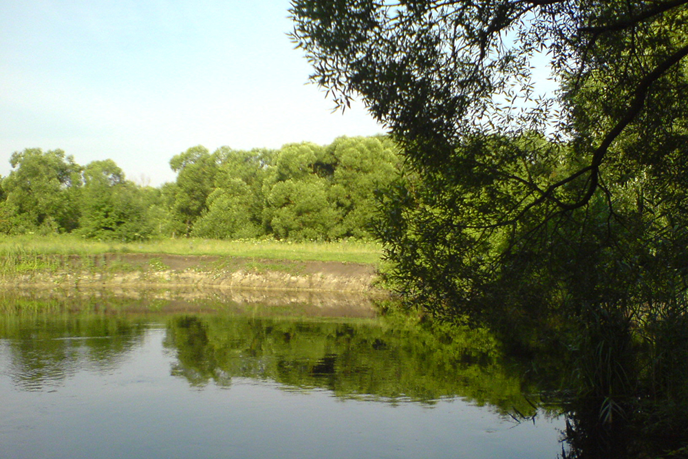 Учёные НИУ «БелГУ» предложили автоматический метод определения лесов с высоким поглощением углерода